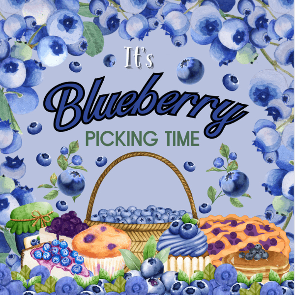 It's Blueberry Picking Time